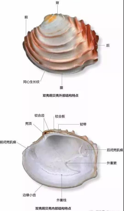 东莞市松山湖生态环境发展促进会